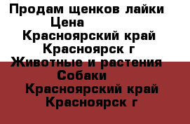 Продам щенков лайки › Цена ­ 2 000 - Красноярский край, Красноярск г. Животные и растения » Собаки   . Красноярский край,Красноярск г.